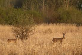 deer northern neck