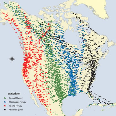 North American Flyway, Duck migration patterns