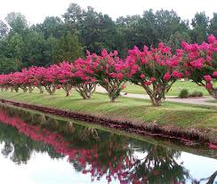 Crepe_Myrtle_Northern_Neck